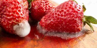 Frutta muffa