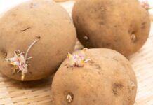 Patate germogliate si possono mangiare? - RicettaSprint