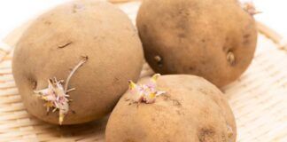 Patate germogliate si possono mangiare? - RicettaSprint