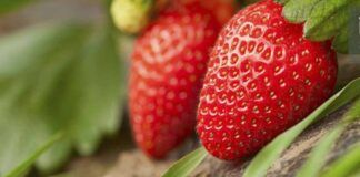 Pianta fragole