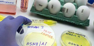Analisi influenza aviaria
