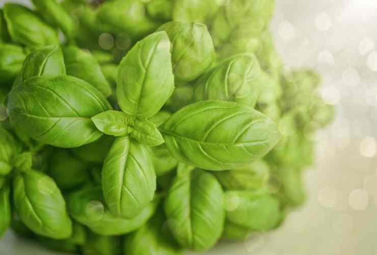 Pesto di basilico light Ricetta Sprint