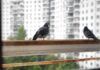 Tenere lontano i piccioni dal balcone Ricetta Sprint