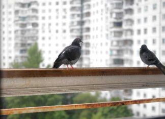 Tenere lontano i piccioni dal balcone Ricetta Sprint
