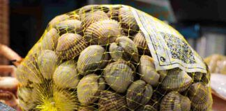 Vongole fresche