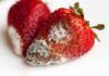 Fragole con muffa RicettaSprint