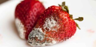 Fragole con muffa RicettaSprint