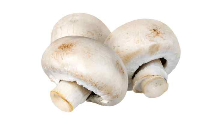 funghi