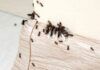 Invasione di formiche - RicettaSprint