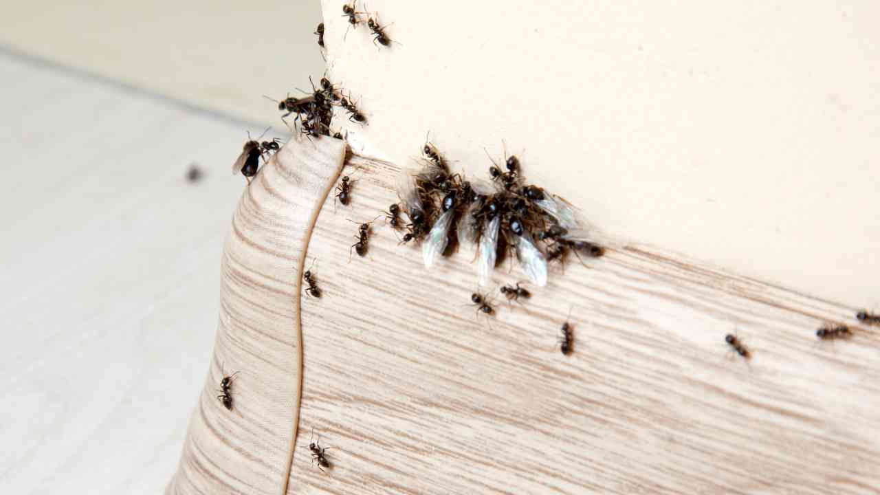 Invasione di formiche - RicettaSprint