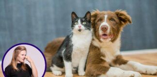 Puzza di cane e gatto Ricetta Sprint