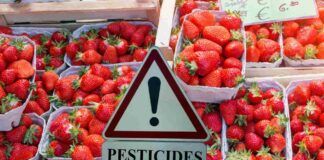 Fragole all'ortofrutta