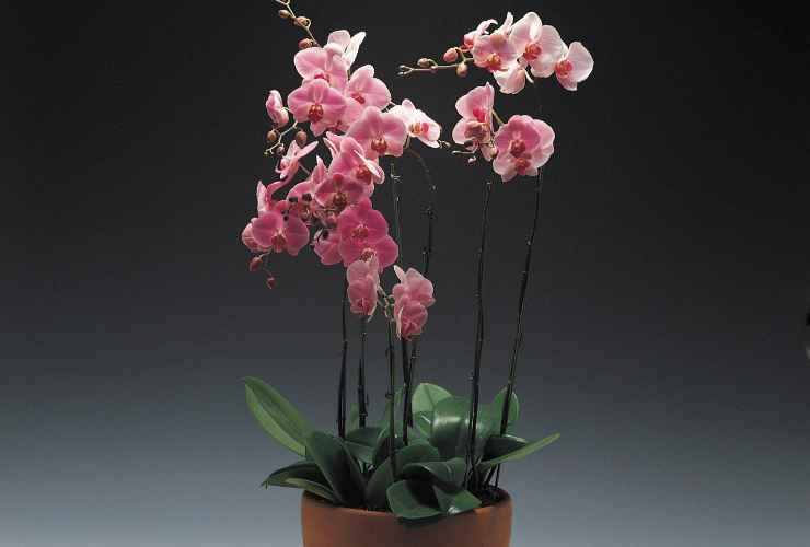 Bicarbonato nelle orchidee - RicettaSprint
