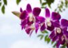 Bicarbonato nelle orchidee - RicettaSprint