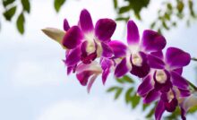 Bicarbonato nelle orchidee - RicettaSprint