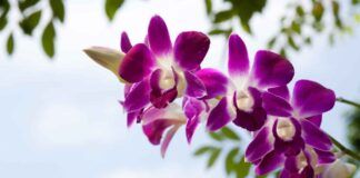 Bicarbonato nelle orchidee - RicettaSprint
