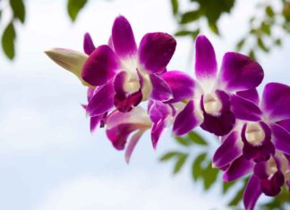 Bicarbonato nelle orchidee - RicettaSprint