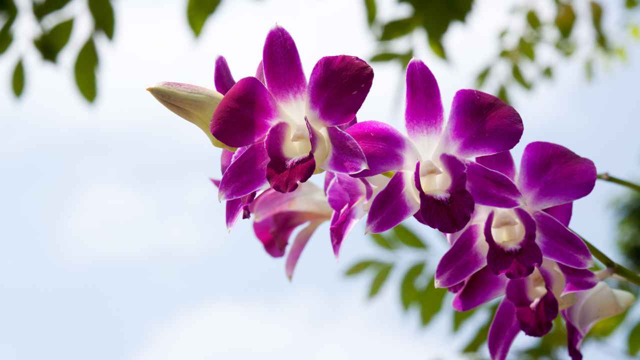 Bicarbonato nelle orchidee - RicettaSprint