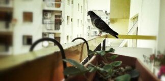 Uccello su un balcone