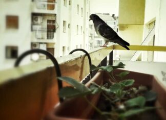 Uccello su un balcone