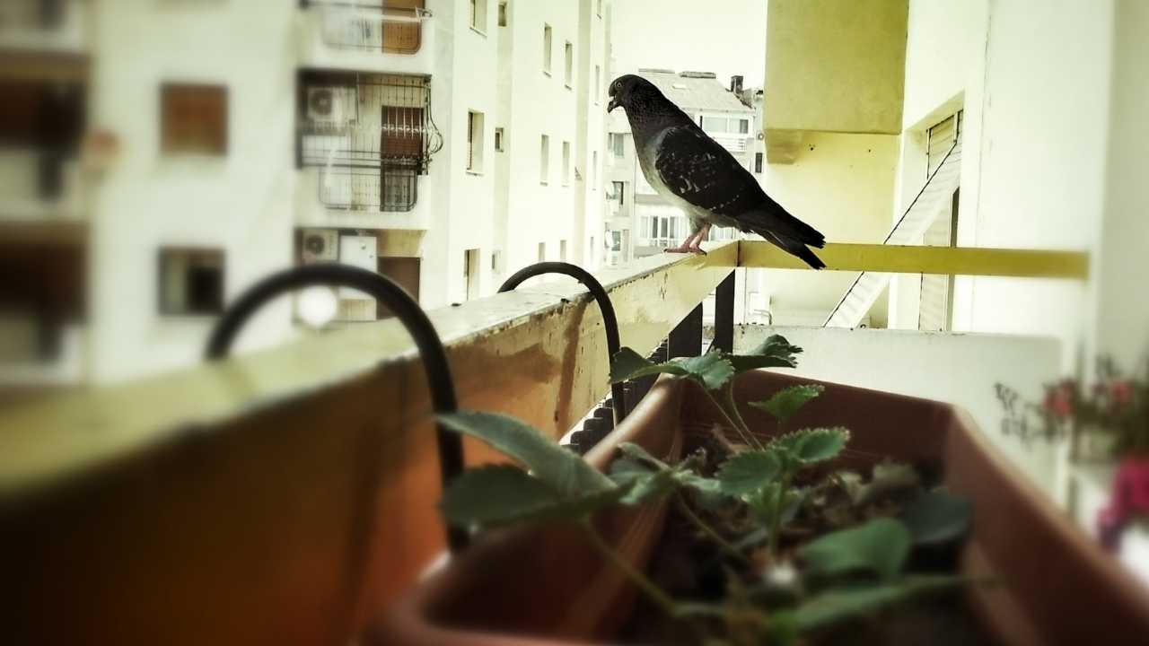 Uccello su un balcone