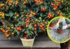 Come coltivare pianta pomodori in vaso RicettaSprint