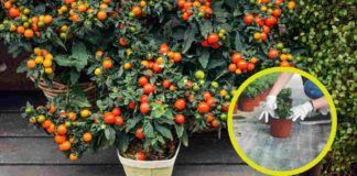 Come coltivare pianta pomodori in vaso RicettaSprint