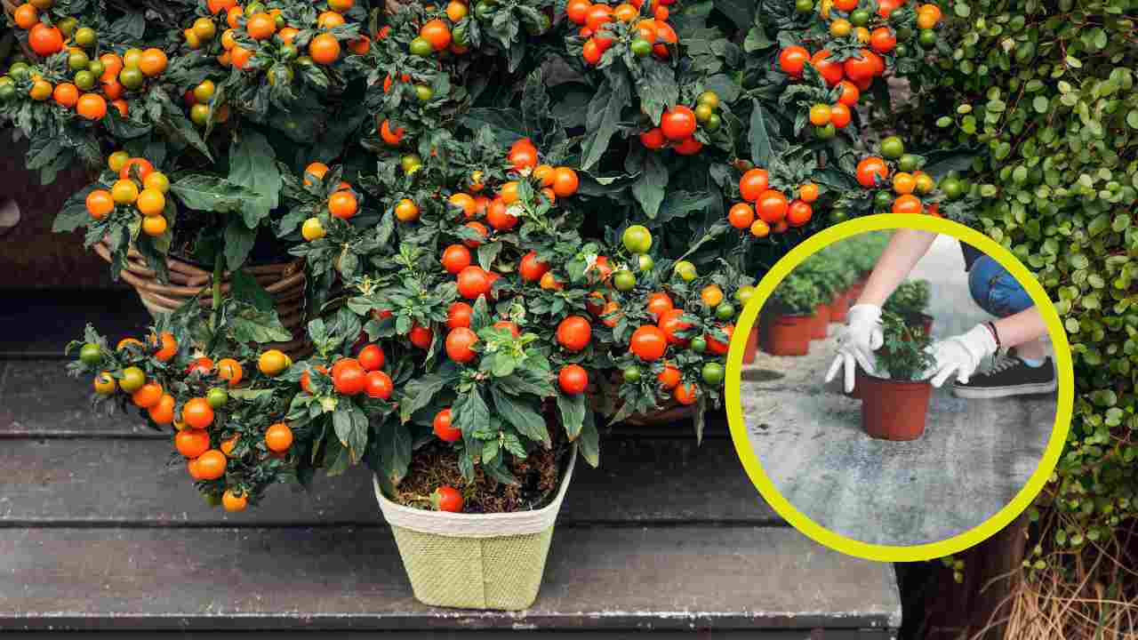 Come coltivare pianta pomodori in vaso RicettaSprint