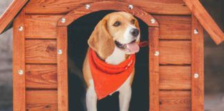Come lavare e disinfettare la cuccia del cane RicettaSprint