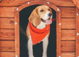 Come lavare e disinfettare la cuccia del cane RicettaSprint