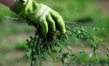 Come rimuovere le erbacce - RicettaSprint