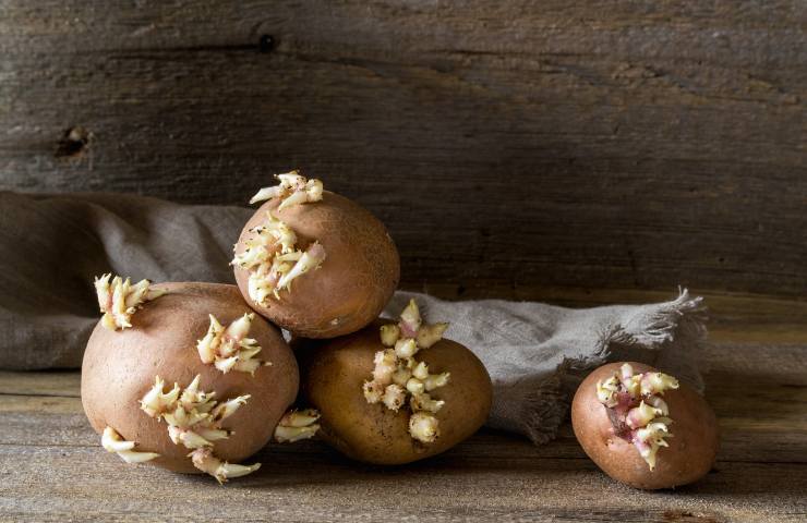 Patate germogliate