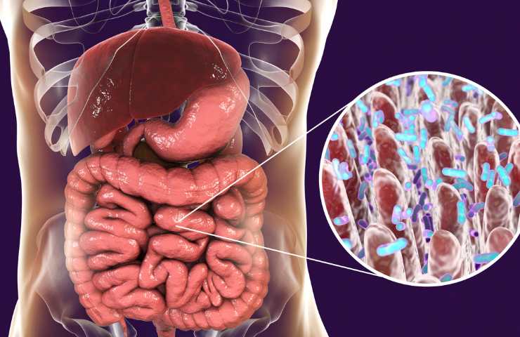 Modello di intestino