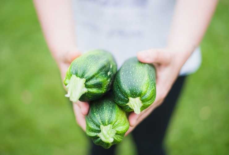 Congelare zucchine - RicettaSprint