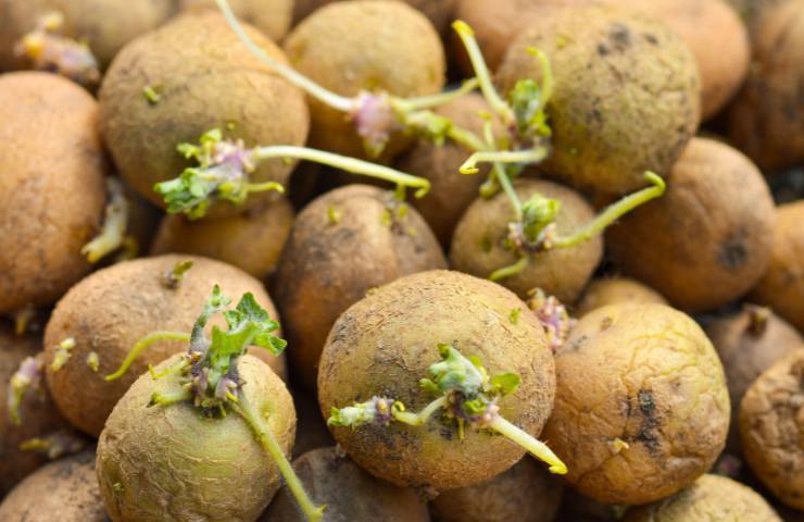 Patate con germogli