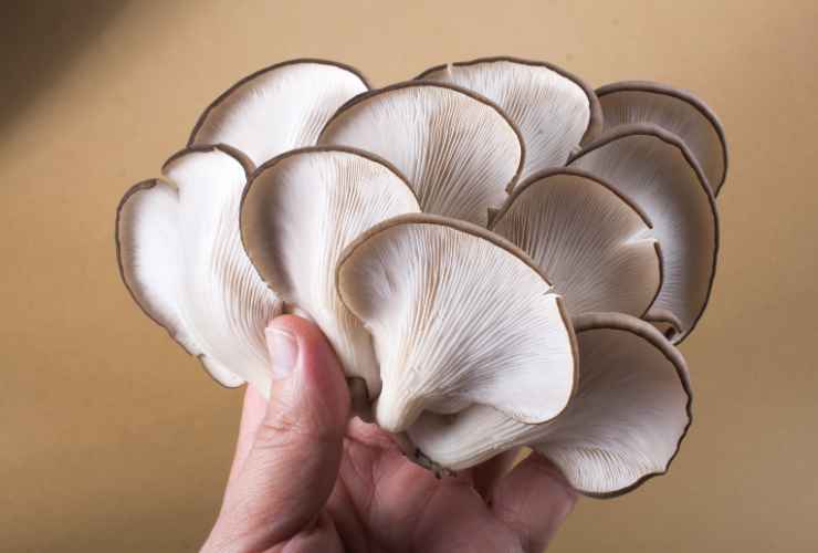 Cotolette di funghi - RicettaSprint