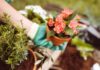 Fertilizzante naturale per piante - RicettaSprint
