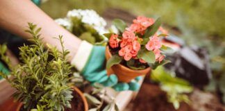 Fertilizzante naturale per piante - RicettaSprint