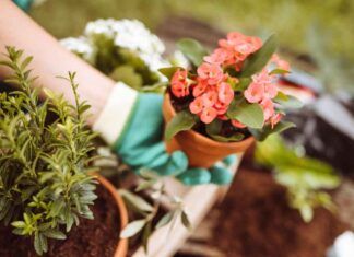 Fertilizzante naturale per piante - RicettaSprint