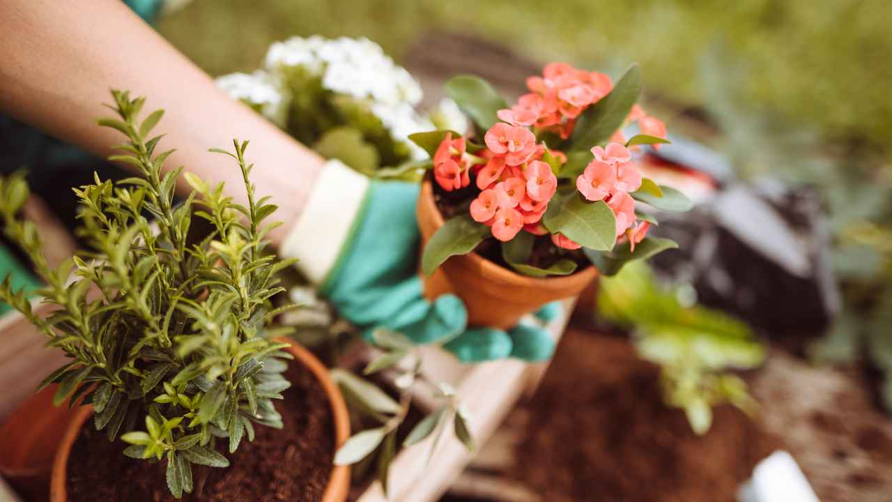 Fertilizzante naturale per piante - RicettaSprint