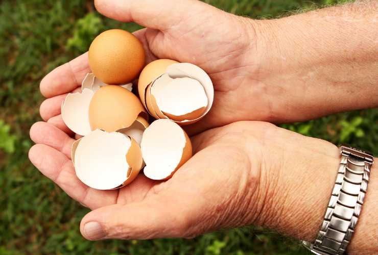 Fertilizzante naturale per piante - RicettaSprint