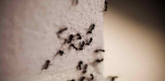 Finalmente addio alle formiche in casa - RicettaSprint