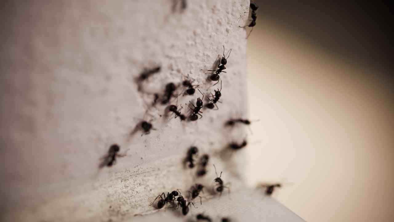 Finalmente addio alle formiche in casa - RicettaSprint