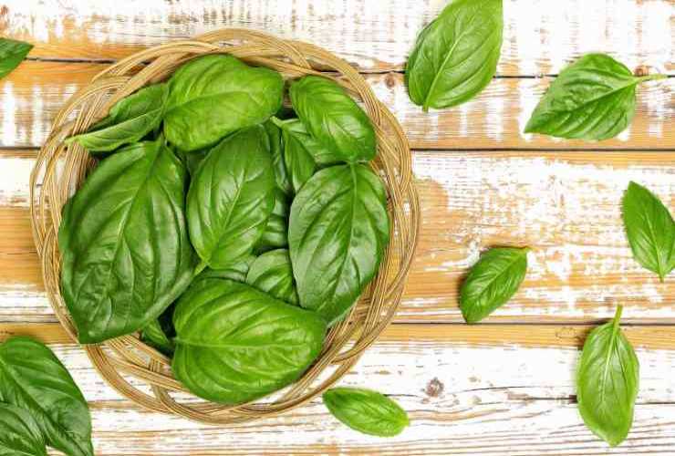 foglie di basilico