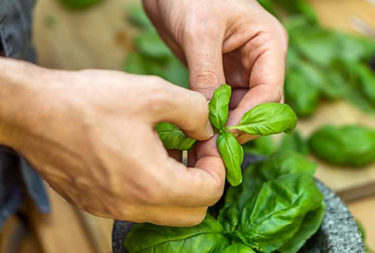 Foglie di basilico da congelare RicettaSprint