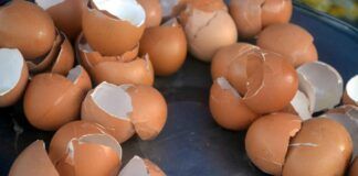 Gusci d'uovo e limone miscelati insieme - RicettaSprint