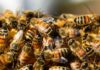 Invasioni di api cosa fare - RicettaSprint