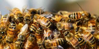 Invasioni di api cosa fare - RicettaSprint