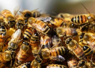 Invasioni di api cosa fare - RicettaSprint