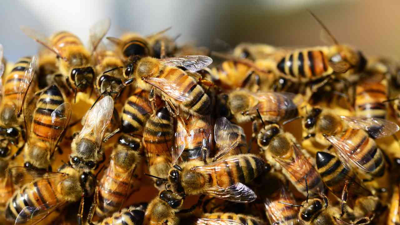 Invasioni di api cosa fare - RicettaSprint